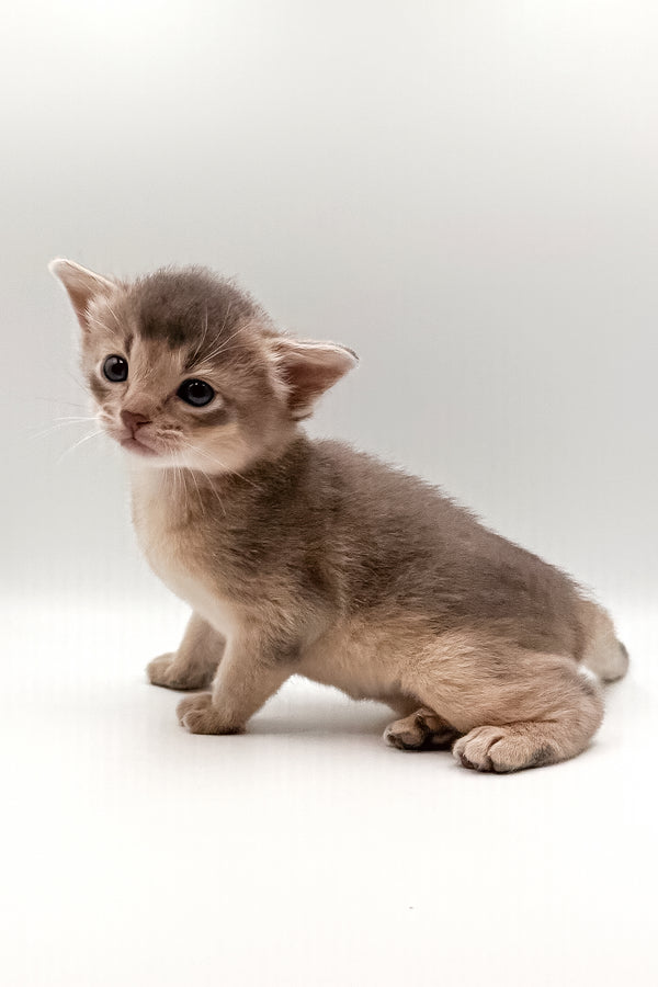 Washington | Abyssinian Kitten