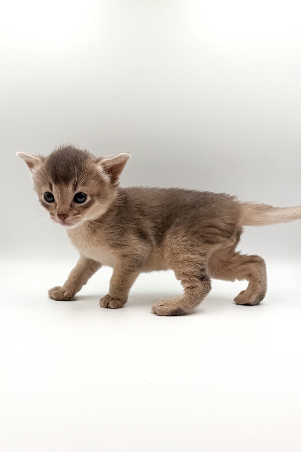 Washington | Abyssinian Kitten