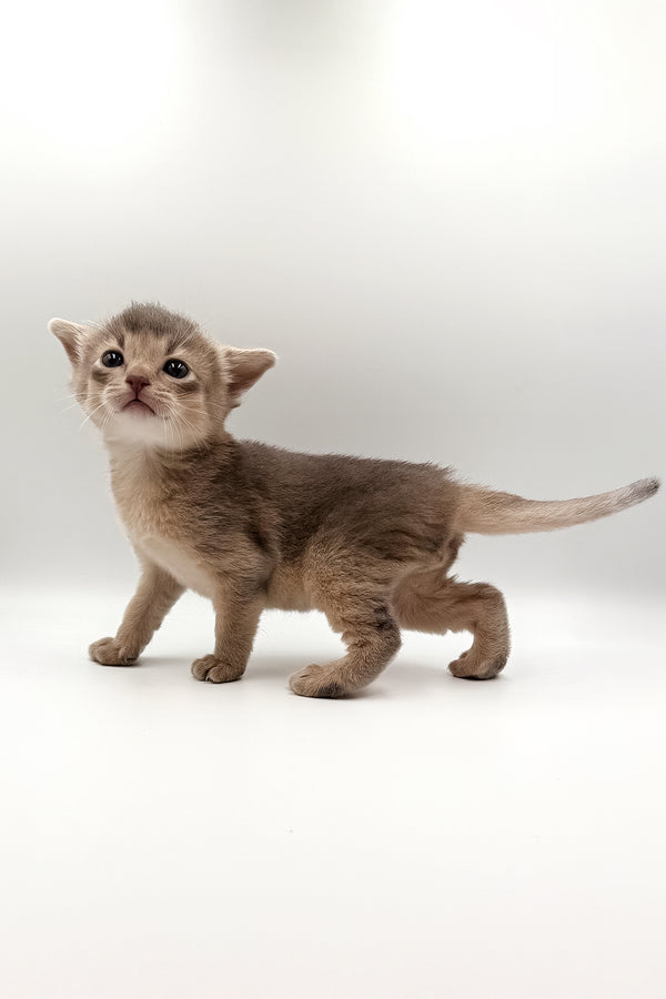 Washington | Abyssinian Kitten