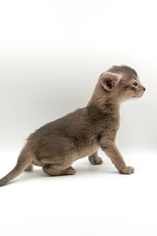 Washington | Abyssinian Kitten