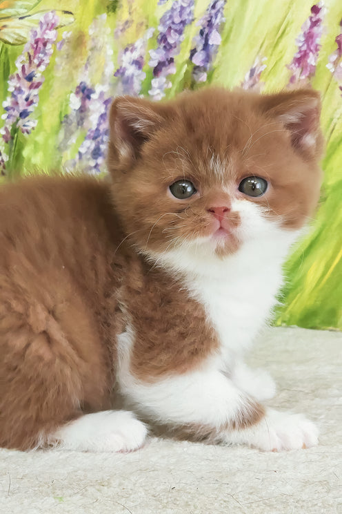 Welisa | British Shorthair Kitten