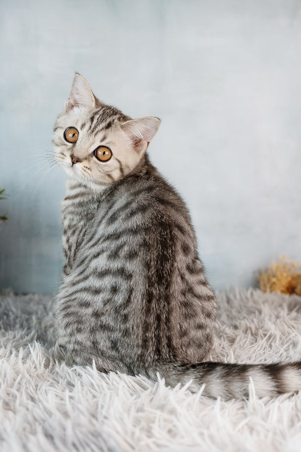 Wega scottish straight kitten silver tabby with striking orange eyes sitting on a soft white textured rug