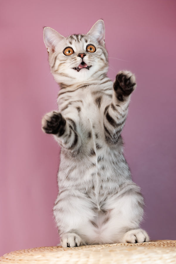 A scottish straight fluffy silver tabby kitten with black silver marble stripes and bright orange eyes sitting on woven surface