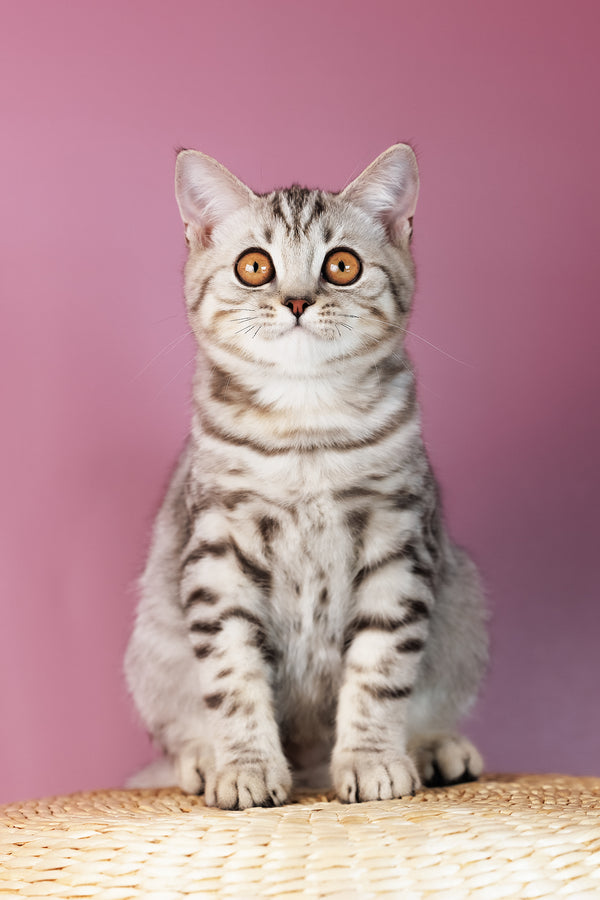 A fluffy scottish straight silver tabby kitten with striking orange eyes sitting on a woven surface