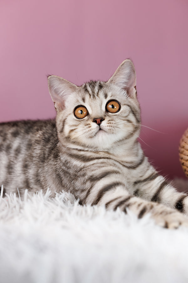 A fluffy scottish straight silver tabby kitten with striking orange eyes lounging on soft white fur