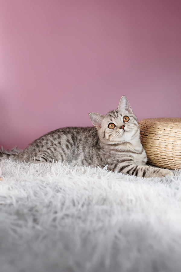 A scottish straight black silver marble kitten with striking orange eyes lounges on a plush white rug