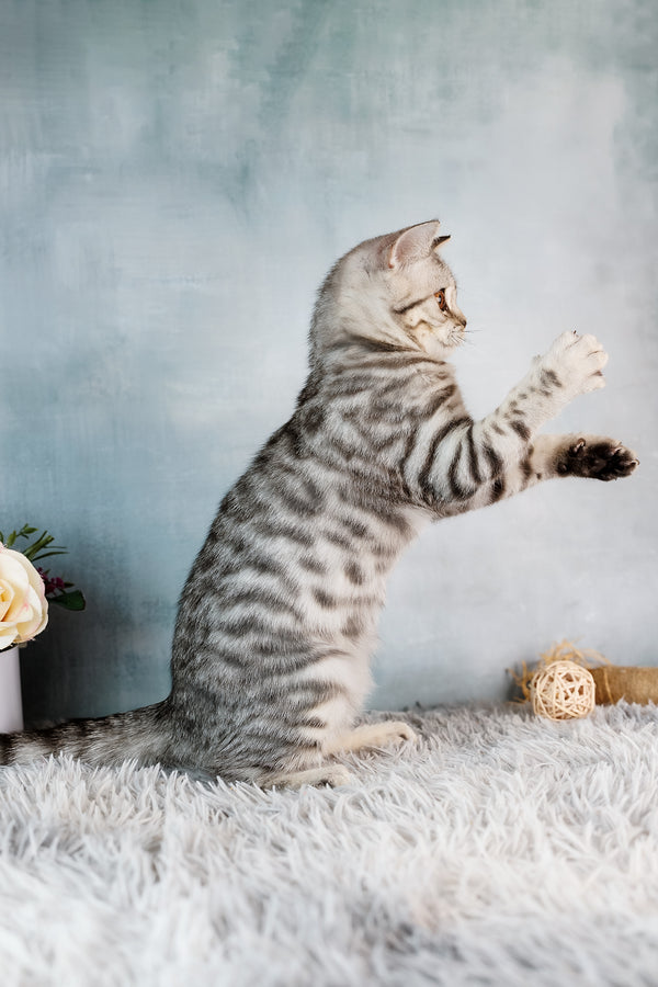 A scottish straight silver tabby kitten with black silver marble stripes and orange eyes sitting on a white rug