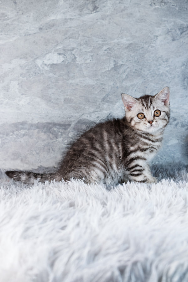 Wega | Scottish Straight Kitten