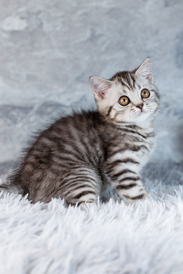 Wega | Scottish Straight Kitten