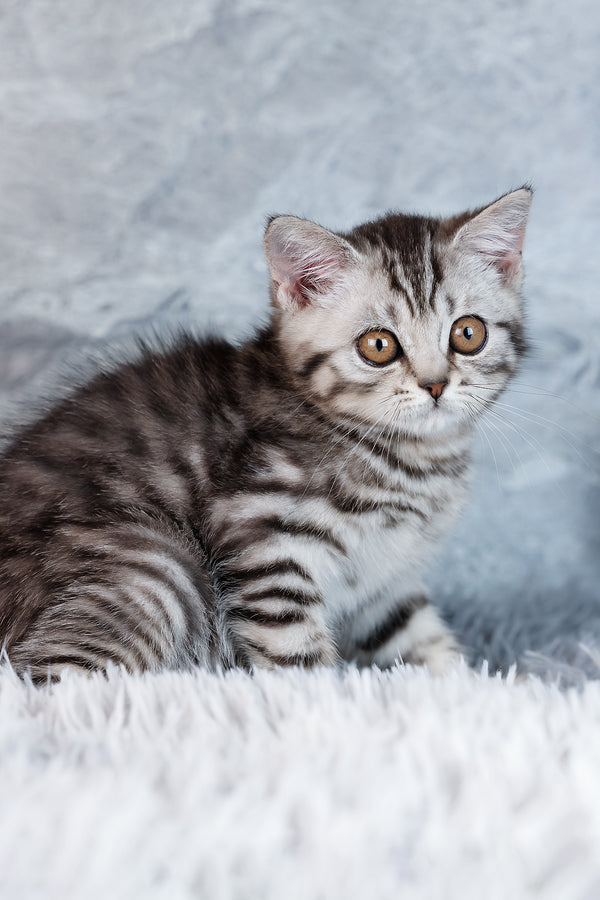 Wega | Scottish Straight Kitten