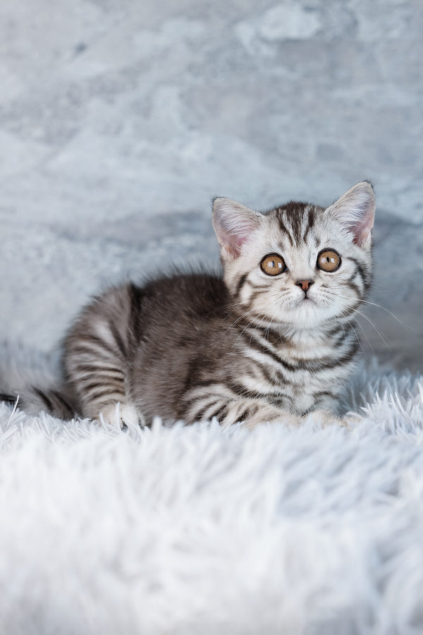 Wega | Scottish Straight Kitten