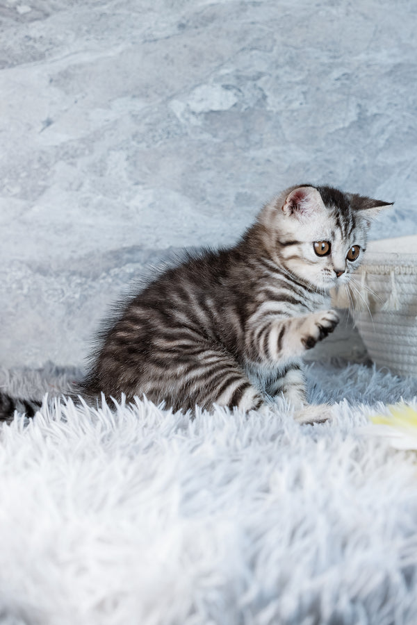 Wega | Scottish Straight Kitten