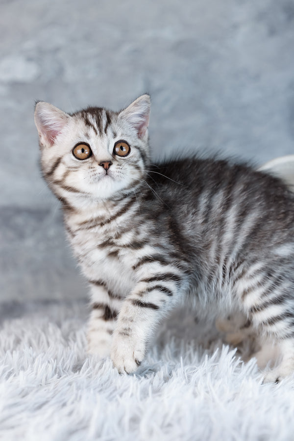 Wega | Scottish Straight Kitten