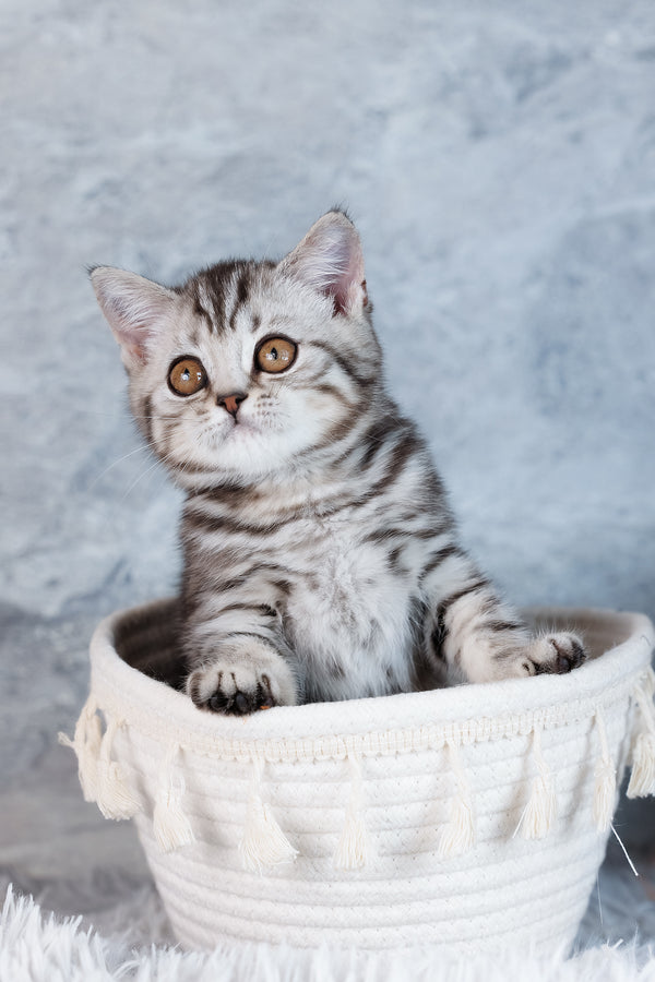 Wega | Scottish Straight Kitten