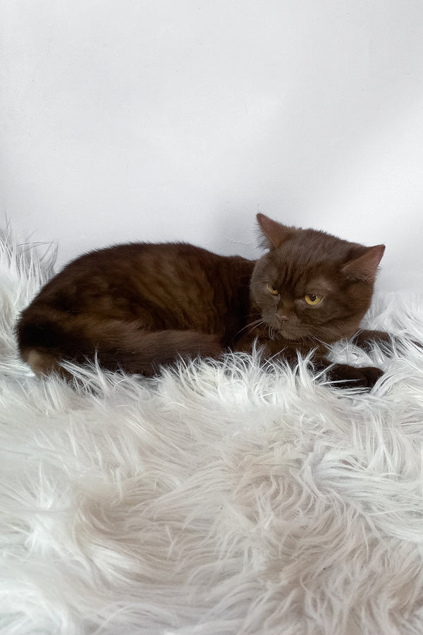 Wegas | British Shorthair Kitten