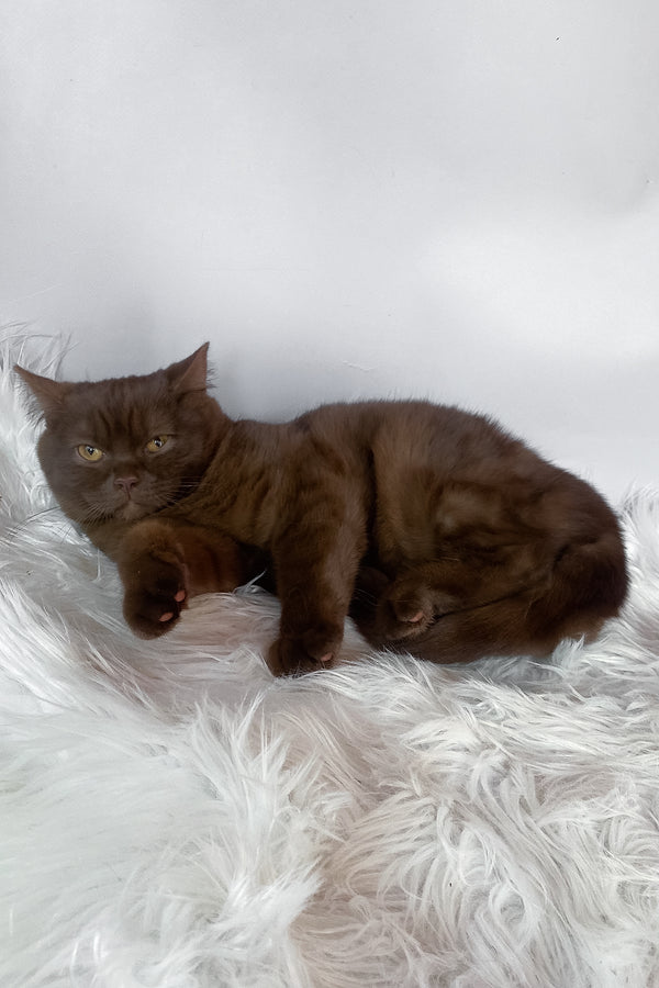Wegas | British Shorthair Kitten