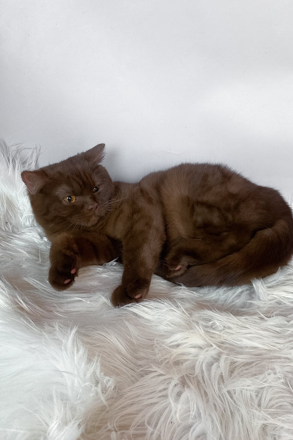 Wegas | British Shorthair Kitten