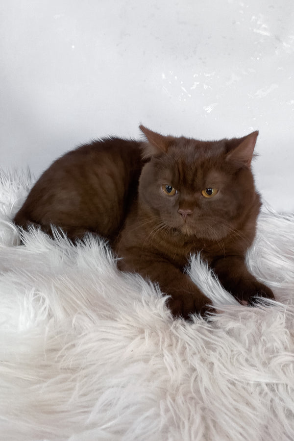 Wegas | British Shorthair Kitten