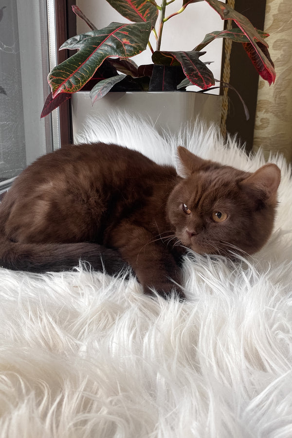 Wegas | British Shorthair Kitten
