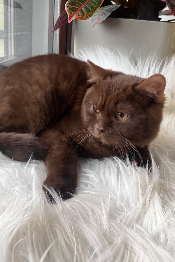 Wegas | British Shorthair Kitten