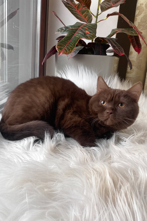 Wegas | British Shorthair Kitten
