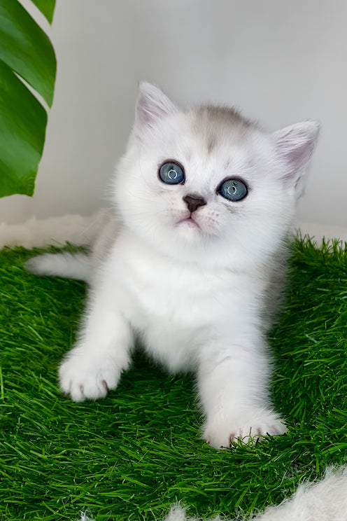 Whitney | Scottish Straight Kitten