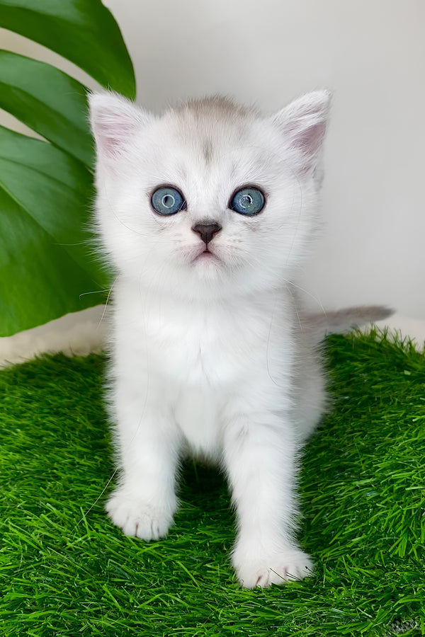 Whitney | Scottish Straight Kitten