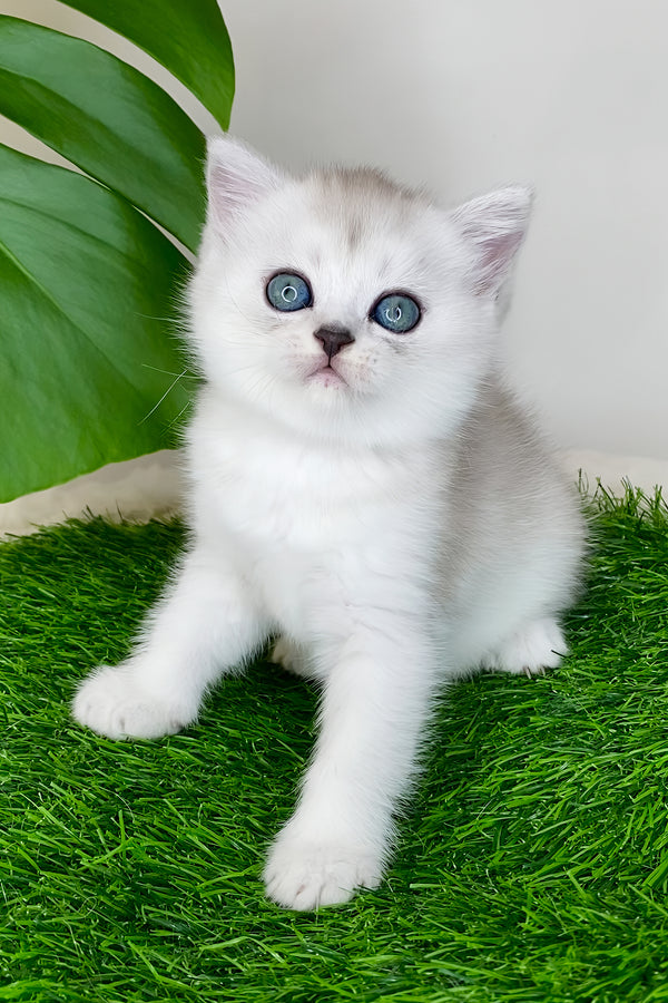 Whitney | Scottish Straight Kitten