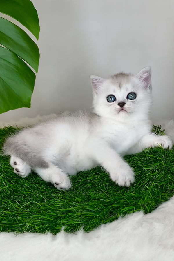 Whitney | Scottish Straight Kitten