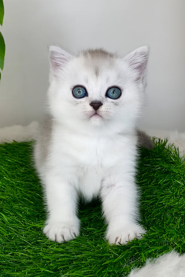 Whitney | Scottish Straight Kitten