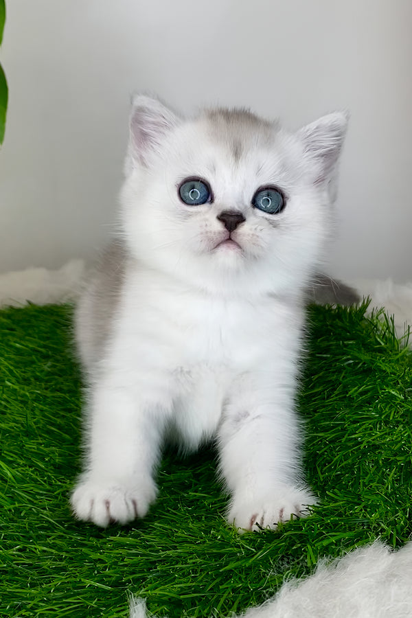 Whitney | Scottish Straight Kitten