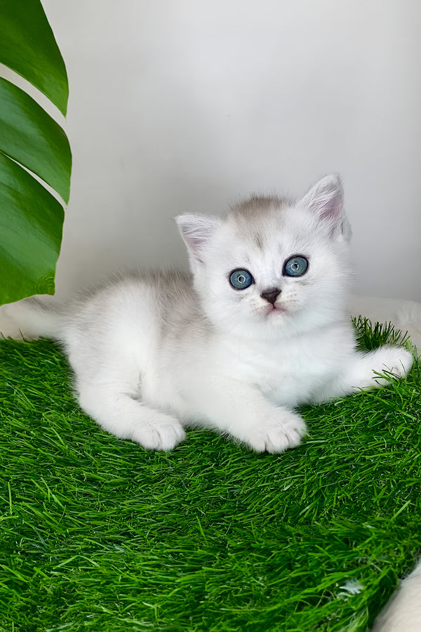 Whitney | Scottish Straight Kitten