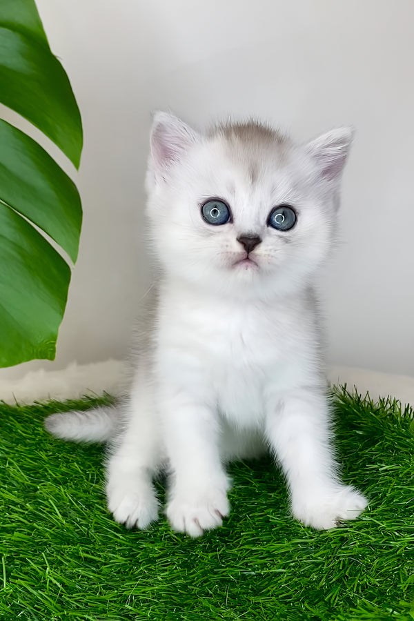 Whitney | Scottish Straight Kitten