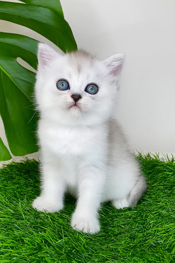 Whitney | Scottish Straight Kitten