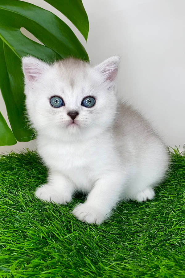 Whitney | Scottish Straight Kitten