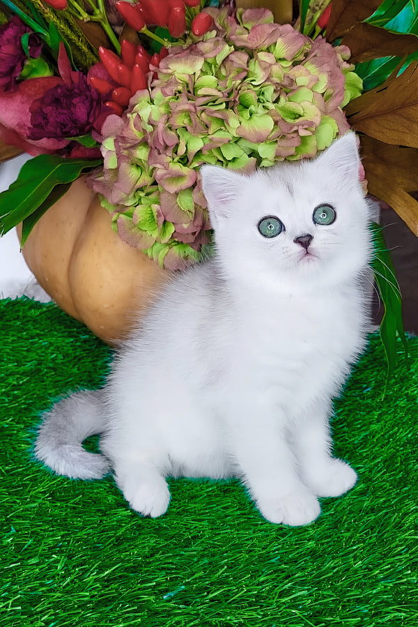 Whitney | Scottish Straight Kitten