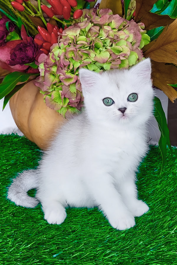 Whitney | Scottish Straight Kitten