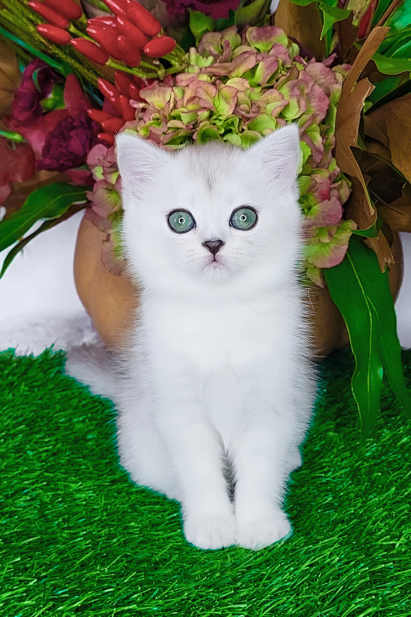 Whitney | Scottish Straight Kitten