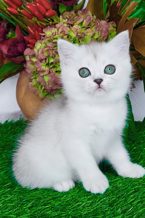 Whitney | Scottish Straight Kitten