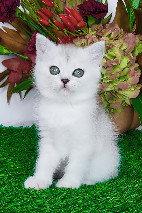 Whitney | Scottish Straight Kitten