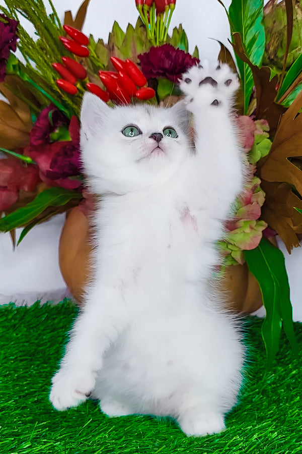 Whitney | Scottish Straight Kitten