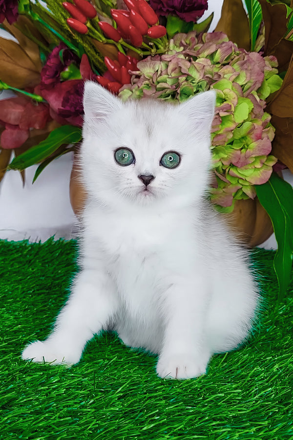 Whitney | Scottish Straight Kitten