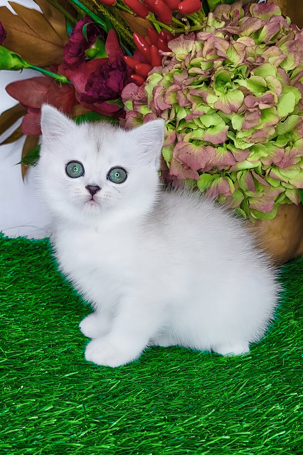 Whitney | Scottish Straight Kitten