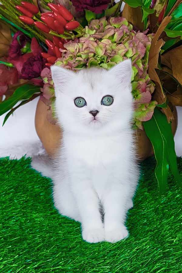 Whitney | Scottish Straight Kitten