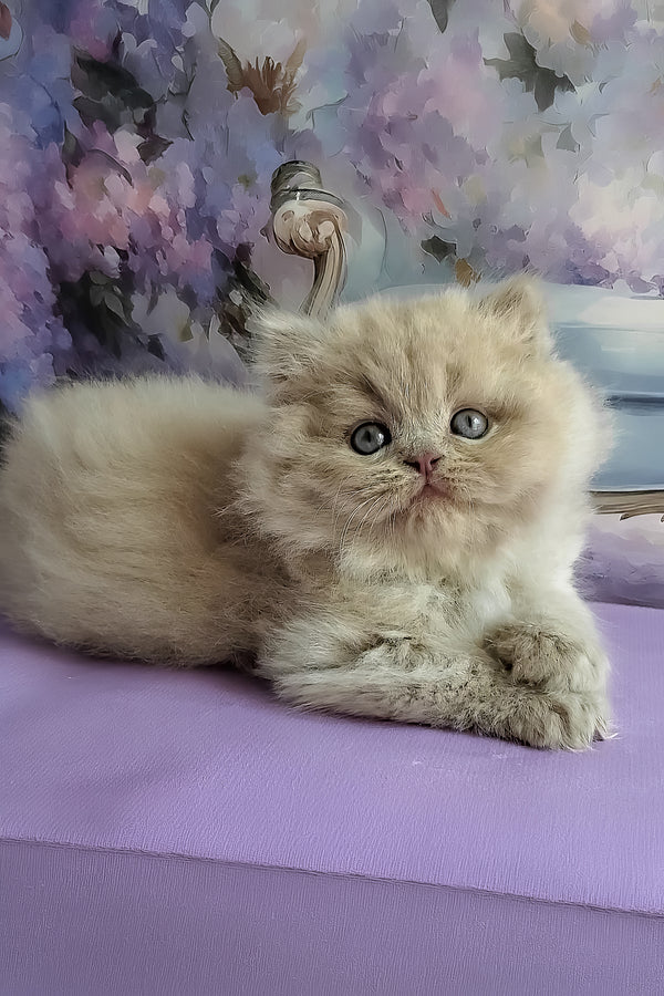 Wilda | British Longhair Kitten