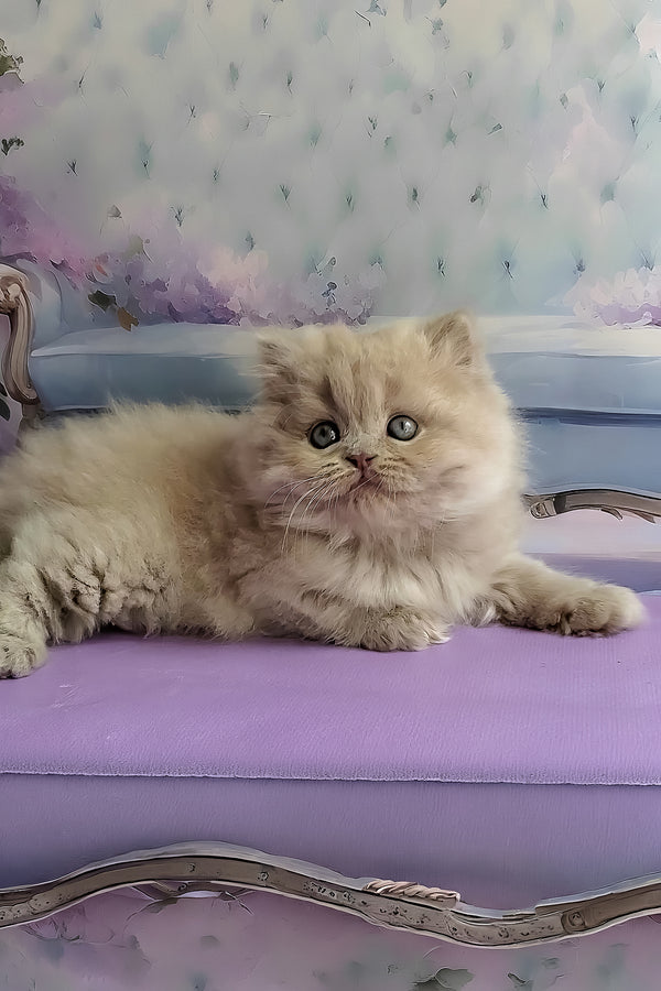 Wilda | British Longhair Kitten