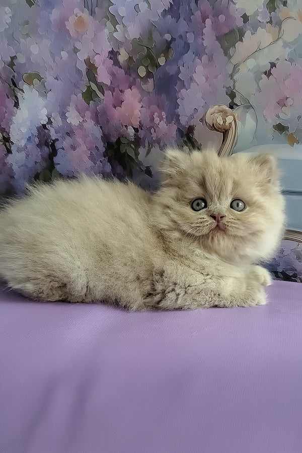 Wilda | British Longhair Kitten