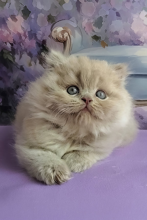 Wilda | British Longhair Kitten