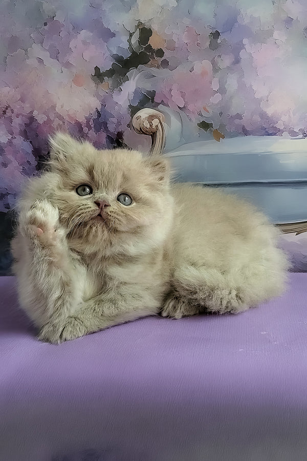 Wilda | British Longhair Kitten