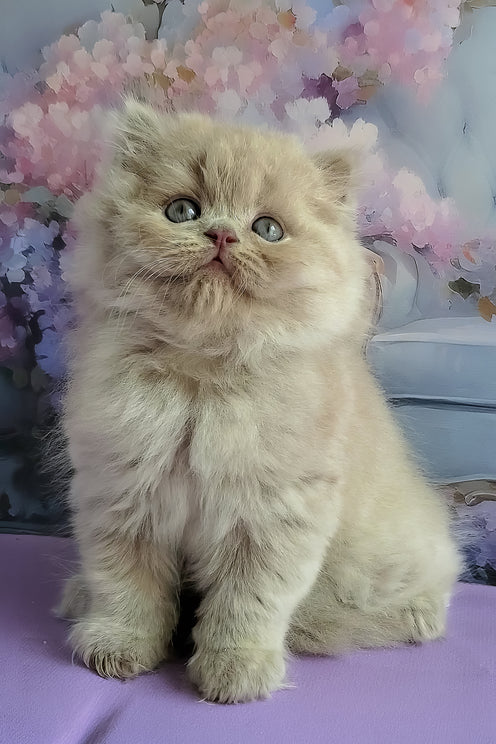 Wilda | British Longhair Kitten